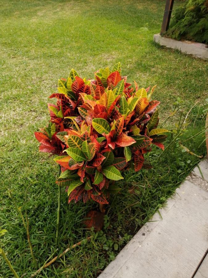 Hotel Quinta Del Descanso Cuautla  ภายนอก รูปภาพ